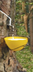 Digital Yellow Latex Collection Cup